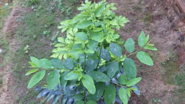Close-up of Katuk (Sauropus androgynus) leaves, known as a nutritious leafy vegetable, growing healthily in a tropical backyard.