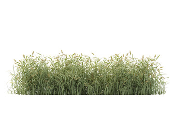 Green ornamental grass leaves texture seamless pattern isolated on transparent background