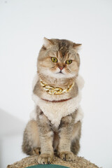 Obraz premium Stylish cat with golden chain sits elegantly on scratching post, showcasing its unique fur and captivating green eyes. playful expression adds charm to this fashionable feline
