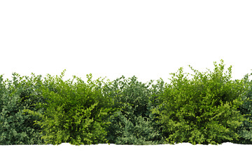 Green leafy hedge plants dense foliage natural garden border isolated on transparent background