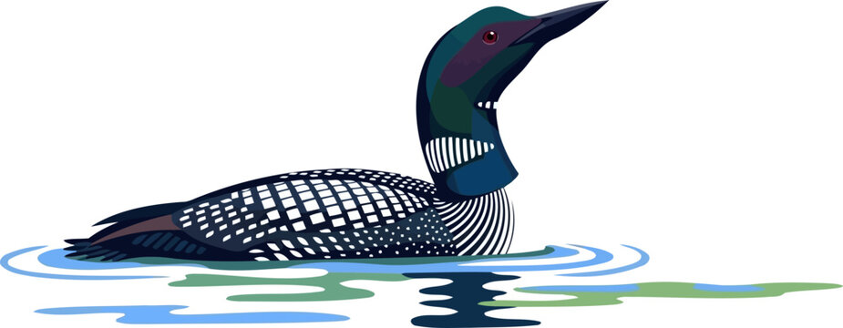 Common loon water bird swimming in a lake vector illustration