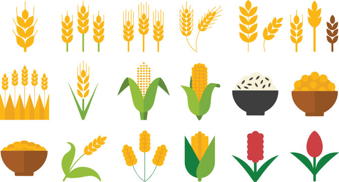 Cereal grain agriculture icon set. Wheat, corn, and rice elements for farming, food, and harvest design.