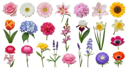 A vibrant and diverse collection of flowers in full bloom, showcasing nature's beauty