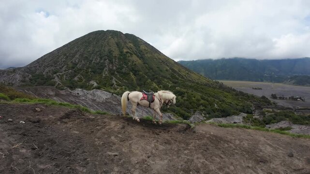 White Horse Standing on Volcanic Ridge with Mount Batok - Bromo Indonesia