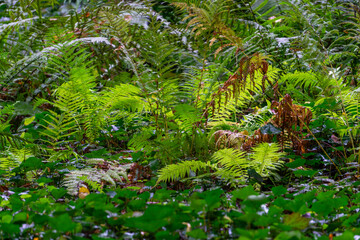Green ferns and dense forest undergrowth in a close-up, natural leaf textures in a damp forest or park on a cloudy day.