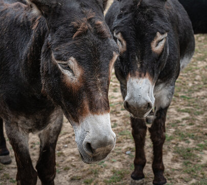 Donkeys being cared for in a donkey sanctuary having lived a hard working life.