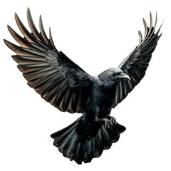 Fototapeta premium Black Raven with Spread Wings Isolated on Transparent Background, Symbol of Mystery and Power