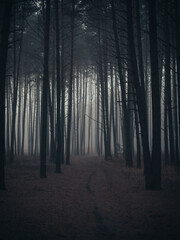 Naklejka premium A trail in a misty forest. The road is in the distance , nothing is visible