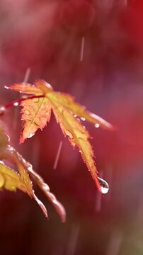 Raindrops on Pink Japanese Maple Leaves in Sunset Light. Vertical