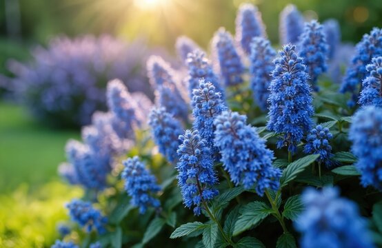 Blue Mist Shrub flowers, also known as Bluebeard, grow in a garden. The plant features many small blue flowers on spikes. Sunlight shines on green leaves.