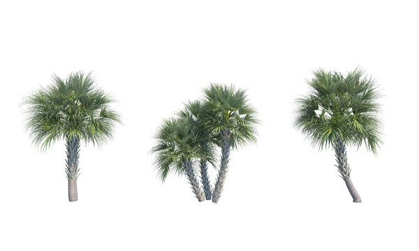 Sabal palmetto png alpha channel palm set