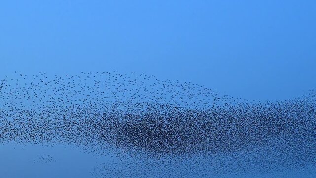 Starlings (Sturnus vulgaris) engage in a breathtaking murmuration, performing a synchronized aerial display against a sunset sky in the Netherlands. Fast forward clip emphasising the movement of the b