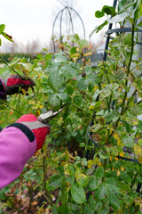 Taking Time To Gently Prune Roses In Backyard During Damp Autumn Evenings