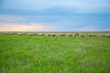 Obraz premium The sheep grazing and walking on green grass .
