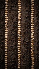 Top-Down Flat-Lay of Wheat Seeds in Rows on Dark Soil with Geometric Composition