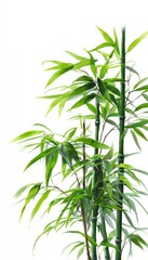 Fototapeta premium Zen Botanical Portrait of Bamboo Stalks with Vivid Green Leaves on White Background