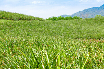 Obraz premium Fresh Pineapple Plantation in Hainan, China - Direct Farm Garden View