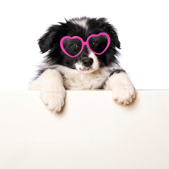 Border Collie Welpe mit Herzchenbrille