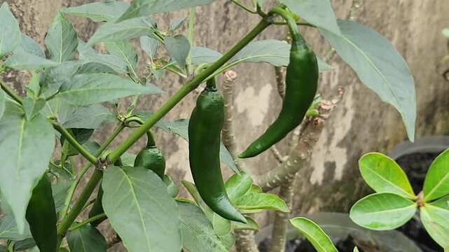 Fresh green chili peppers hanging from tropical garden plant. Organic capsicum fruit growing naturally within farmland setting. Spicy vegetable cultivation showcases healthy agricultural lifestyle.