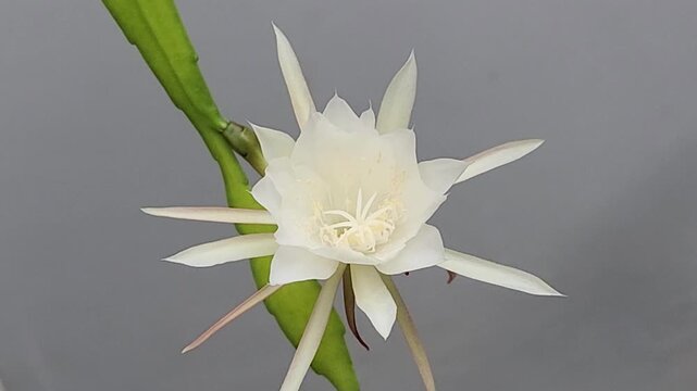 Blooming epiphyllum flower isolated on neutral background. Nocturnal cactus blossom elegance for luxury visual content. Rare tropical night flower symbolizing beauty. 