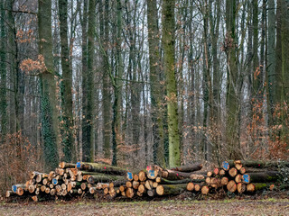 Frisch gefällte Baumstämme lagern am Waldrand