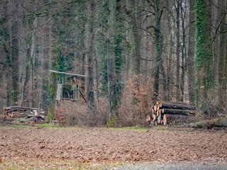 Frisch gefällte Baumstämme lagern am Waldrand