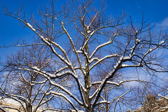Snow covered tree in winter and blue sky