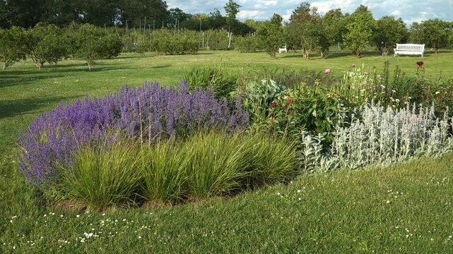 Sunny park garden landscape with a large flowerbed. Blooming purple lavenders, ornamental grass, and silvery Lamb's ears create a colorful display. Benches and an orchard are in the background. 