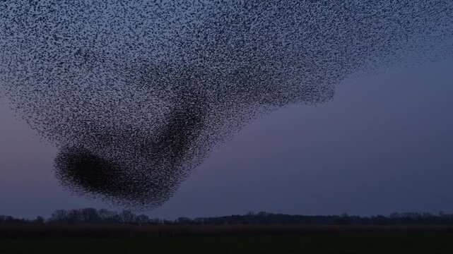 Starlings (Sturnus vulgaris) engage in a breathtaking murmuration, performing a synchronized aerial display against a sunset sky in the Netherlands. Fast forward clip emphasising the movement of the b