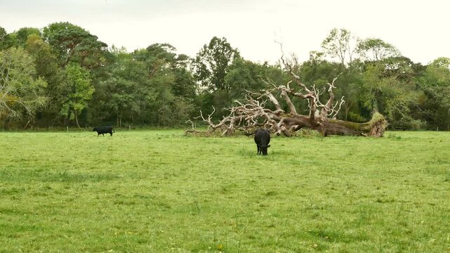 Green meadow with a large old fallen tree and cattle grazing. Located in Killarney National Park, Killarney, County Kerry, Republic of Ireland.