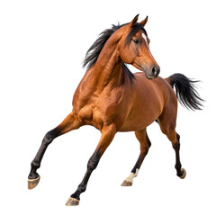 Obraz premium Arabian Horse Breed Running Isolated on Transparent Background PNG Element