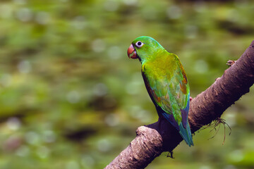 Orange-chinned parakeet (Brotogeris jugularis), also known as the Tovi parakeet.Green American parrot sitting on a branch with a green background.