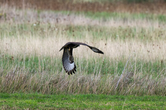 Buse variable