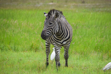 Fototapeta premium A zebra in a nature reserve in Zimbabwe