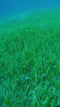 Vertical footage, Top view, camera moves forward over seagrass bed covered with green Sickle-leaved Cymodocea seagrass, Thalassodendron ciliatum in sun glare, Slow motion 