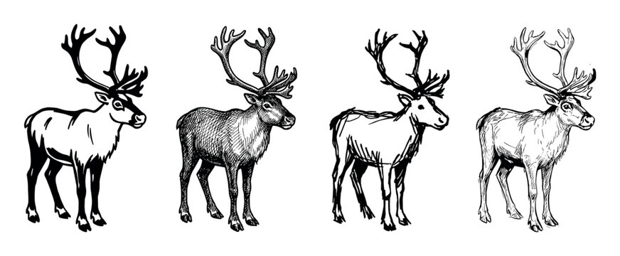 Collection of four hand-drawn reindeer illustrations with large antlers, showcasing diverse artistic sketch styles including graphic, line art, and cross-hatching