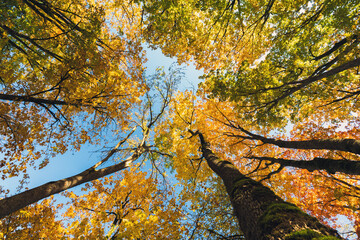 Vivid Autumn Scene With Bright Foliage And Peaceful Atmosphere