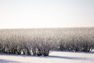 winter forest landscape with snow