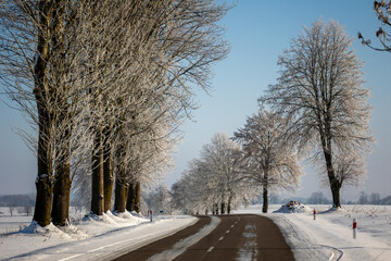 winter forest landscape with snow