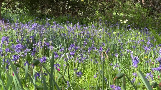 bluebells and wild flowers blowing in the wind in a woodland glade