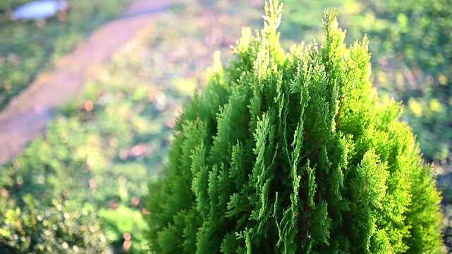 
Green ornamental conifer trees in a landscaped garden on a sunny day. Well-maintained backyard with decorative evergreen shrubs, soft sunlight and shallow depth of field. Calm natural atmosphere