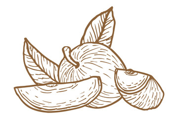 Caimito whole and slices vector illustration isolated on a white background, created in retro contour and hand drawn sketch style.