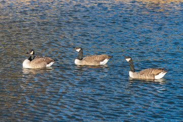 Ducks in Hambleden Weir, River Thames, Henley-on-Thames, South England