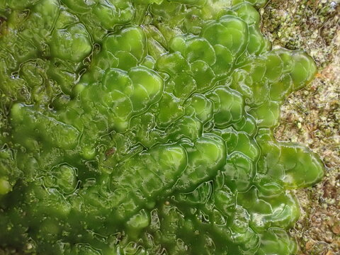 Closeup of Even Scalewort liverwort (Radula complanata)