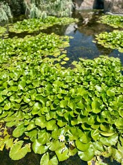 Naklejka premium water lilies in the pond. Water lily leaves in a summer pond.