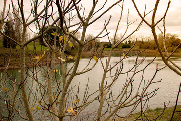 Bare branches by a lake in fall