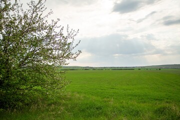 Obraz premium Mountainous landscape of summer with forest hill