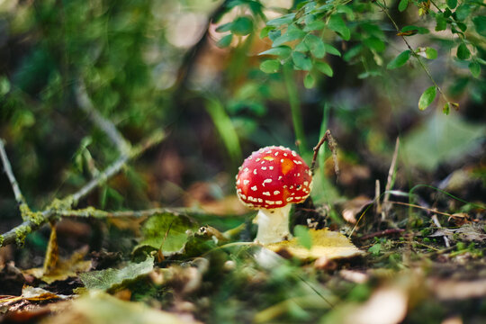 Red fly agaric mushroom with white spots growing among fallen leaves and green foliage in a forest floor setting