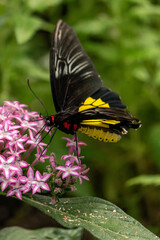 Naklejka premium golden birdwing butterfly on a flower