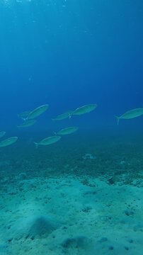 Vertical footage, School of mackerels swim upward above sandy bottom on the deep, Slow motion of Striped mackerel or Indian mackerel, Rastrelliger kanagurta shoal on depth water